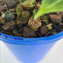 Load image into Gallery viewer, Alocasia Micholitziana (Green Velvet) - Multiple Bulbs