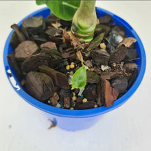 Load image into Gallery viewer, Alocasia Micholitziana (Green Velvet) - Multiple Bulbs