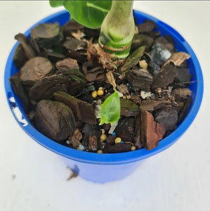 Alocasia Micholitziana (Green Velvet) - Multiple Bulbs