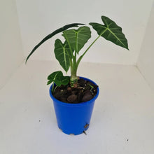 Load image into Gallery viewer, Alocasia Micholitziana (Green Velvet) - Multiple Bulbs