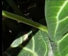 Load image into Gallery viewer, #12 Anthurium Magnificum