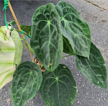 Load image into Gallery viewer, #90 Anthurium Forgetii (Pure)