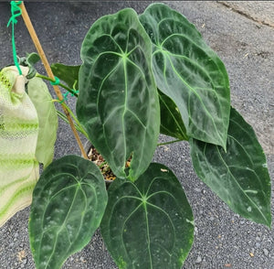 #89 Anthurium Forgetii (Pure)