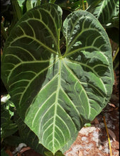 Load image into Gallery viewer, #46 Anthurium Magnificum - Seedling