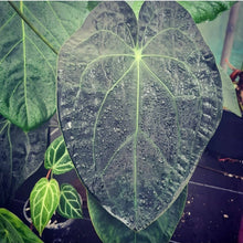 Load image into Gallery viewer, #330 Dark Anthurium Complex hybrid