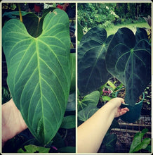 Load image into Gallery viewer, #209 Anthurium &#39;Velvet Shadow&#39;