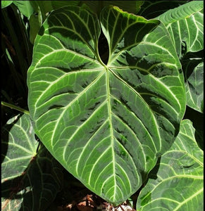 #370 Anthurium Magnificum - Pure