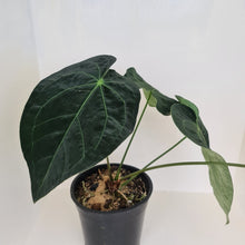 Load image into Gallery viewer, #65 Dark Anthurium Complex hybrid