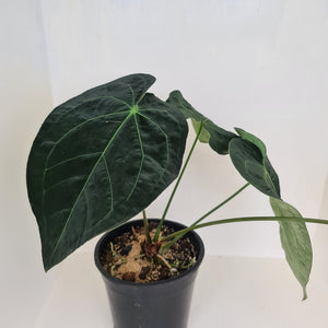 #10 Dark Anthurium Complex hybrid