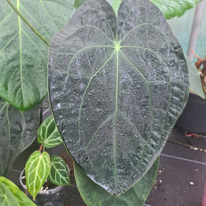 #103 Dark Anthurium Complex hybrid