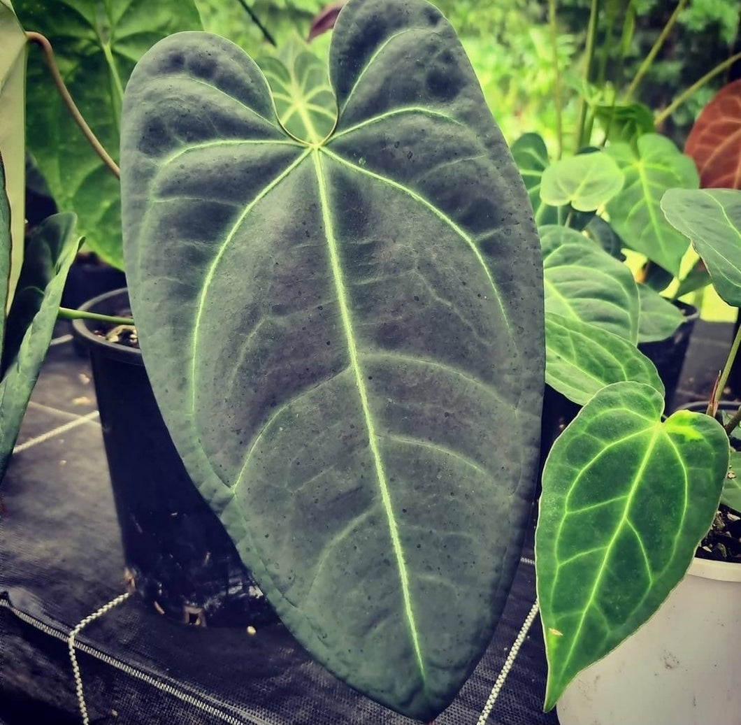 #109 Anthurium 'Black Sensation'