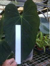 Load image into Gallery viewer, #49 Anthurium &#39;Dark Night&#39;
