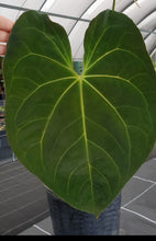 Load image into Gallery viewer, #10 Anthurium Papillilaminum Hybrid x Dark NOID - (Complex hybrid)