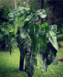 #802 Anthurium Veitchii Rooted/Shot Cutting -  Wide Form