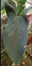 Load image into Gallery viewer, #209 Anthurium NOID