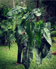 Load image into Gallery viewer, #E Anthurium Veitchii Seedling -  Wide Form