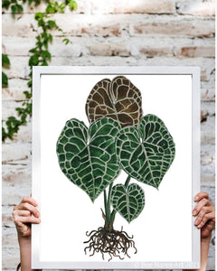 Anthurium Clarinervium - A3 Print