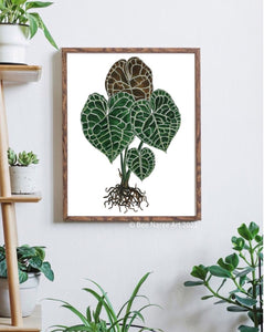 Anthurium Clarinervium - A3 Print