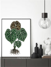 Load image into Gallery viewer, Anthurium Clarinervium - A3 Print