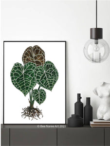 Anthurium Clarinervium - A3 Print