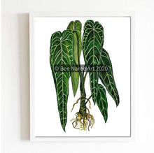 Load image into Gallery viewer, Anthurium Warocqueanum - A3 Print