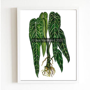 Anthurium Warocqueanum - A3 Print