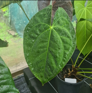 #101 Anthurium Complex Hybrid similar to Pap x Lux x Crys