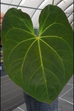 Load image into Gallery viewer, #102 Anthurium Papillilaminum Hybrid x Dark NOID - (Complex hybrid)