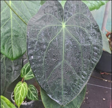 Load image into Gallery viewer, #102 Anthurium Papillilaminum Hybrid x Dark NOID - (Complex hybrid)