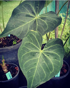 #84 Anthurium Leuconeurum