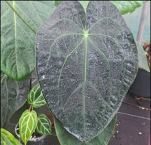 Load image into Gallery viewer, #1 Dark Anthurium Complex hybrid