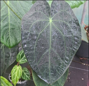 #1 Dark Anthurium Complex hybrid