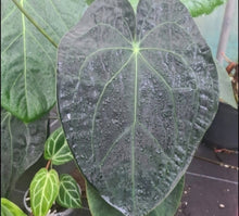 Load image into Gallery viewer, #104 Dark Anthurium Complex hybrid