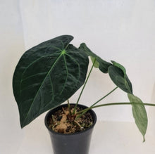 Load image into Gallery viewer, #104 Dark Anthurium Complex hybrid