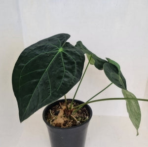 #104 Dark Anthurium Complex hybrid