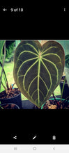 Load image into Gallery viewer, #100 Anthurium Hybrid x Hoffmanii