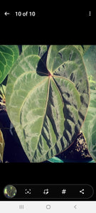 #100 Anthurium Hybrid x Hoffmanii
