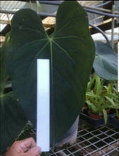 Load image into Gallery viewer, #61 Anthurium &#39;Dark Night&#39;