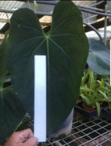 #61 Anthurium 'Dark Night'