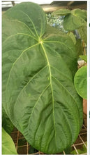 Load image into Gallery viewer, #100 Anthurium Hawaiian x