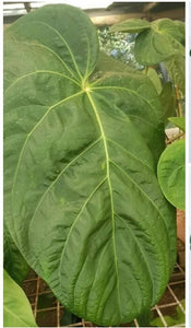 #100 Anthurium Hawaiian x