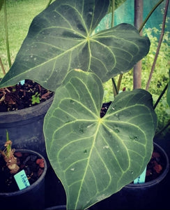 #712 Anthurium Leuconeurum