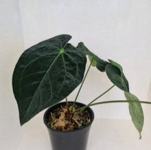 Load image into Gallery viewer, #100 Anthurium Dark Complex
