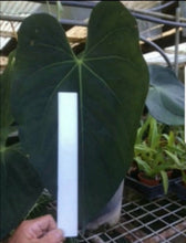 Load image into Gallery viewer, #10 Anthurium &#39;Dark Night&#39;