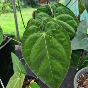 #6 Anthurium Complex Hybrid similar to Lux x Pap x Crys