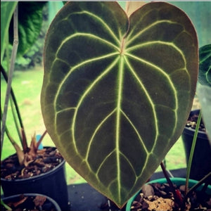 #214 Anthurium Hybrid x Hoffmanii