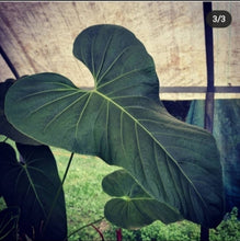 Load image into Gallery viewer, #103 Anthurium NOID
