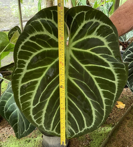 #B Anthurium Crystallinum (Pure)