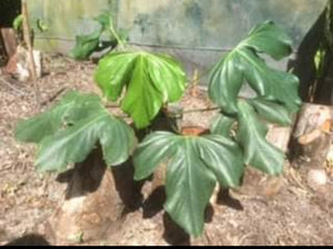 #148 Anthurium Truncicola