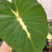 Load image into Gallery viewer, #111 Colocasia Esculanta - Nancy&#39;s Revenge - BULB